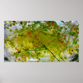 Poster Blossomas Forçados,