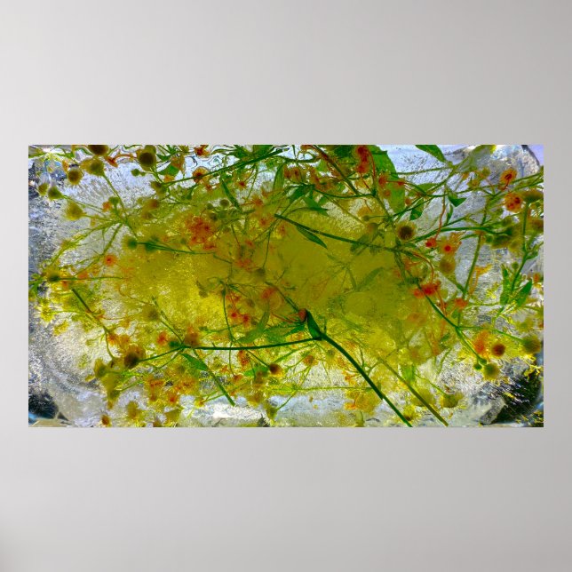 Poster Blossomas Forçados, (Frente)