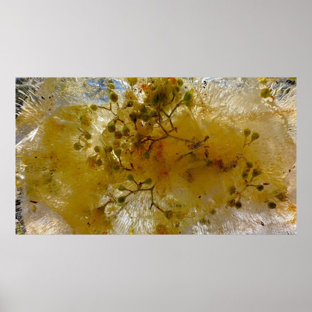 Poster Blossomas Forçados, (Frente)