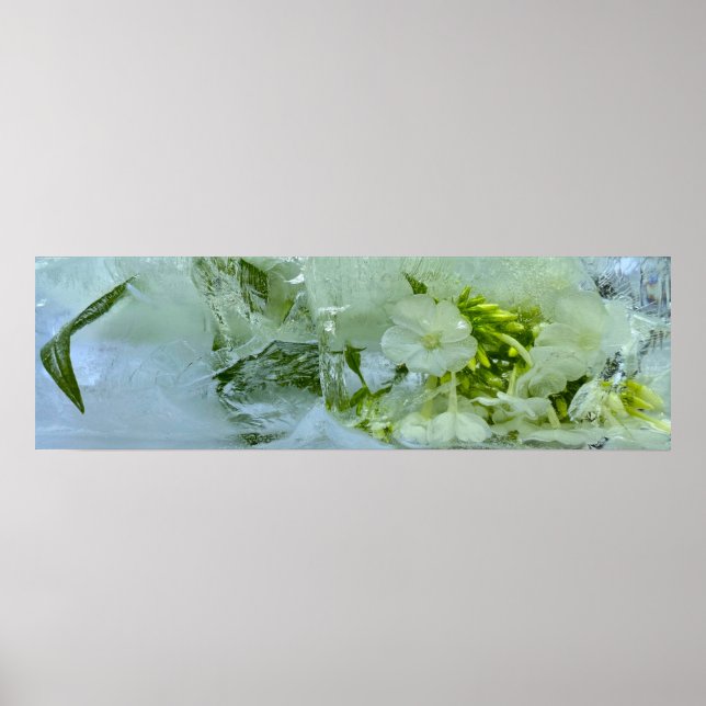 Poster Blossomas Forçados, (Frente)