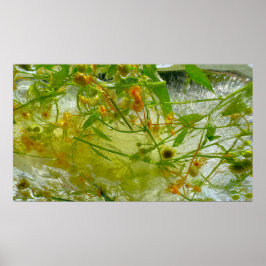 Poster Blossomas Forçados,