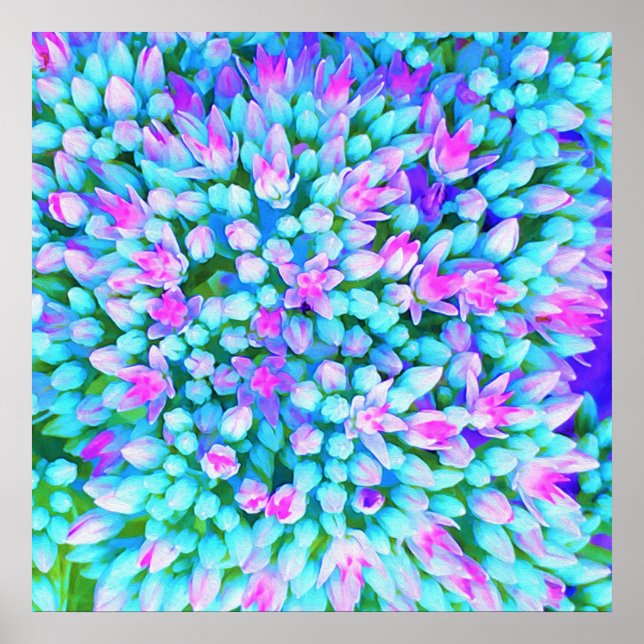 Poster Blue and Hot Pink Succulent Sedum Flowers Detail (Frente)