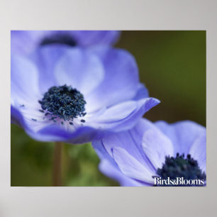 Poster Blue Anemone