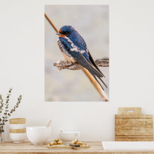 Poster Blue Bird, Barn Swallow, Fotografia canadense