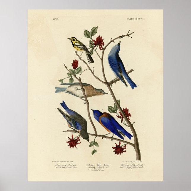 Poster Blue-bird e Warbler, Aves da América de Audubon (Frente)