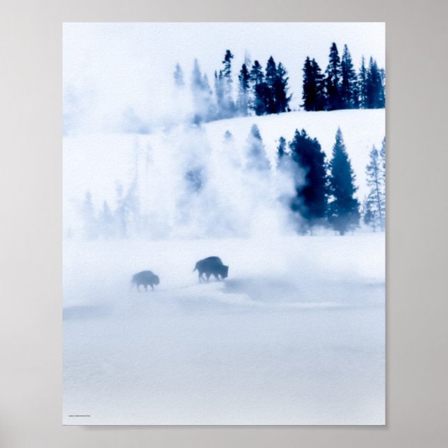 Poster Blue Bison (Frente)