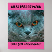 Blue British Shorthair Cat engraçado e humorístico