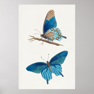 Poster Blue Butterflies