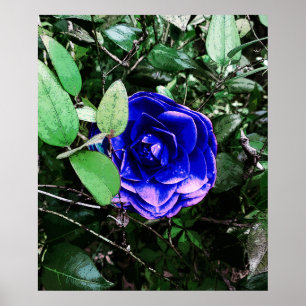 Poster Blue Camellia 401