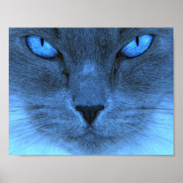 Poster Blue Cat