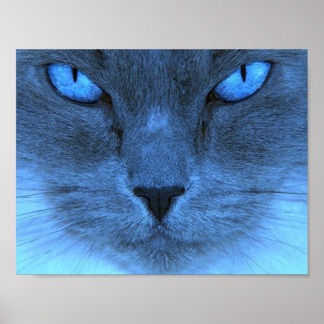 Poster Blue Cat (Frente)