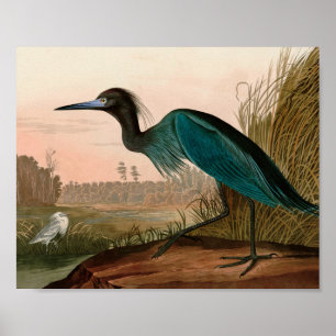 Poster Blue Crane ou Heron Birds of America Audubon Impre