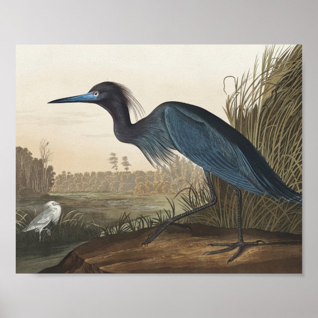 Poster Blue Crane ou Heron from Birds of America (Frente)
