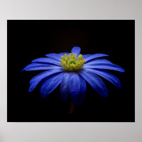 Blue Daisy Gerbera Flower em preto