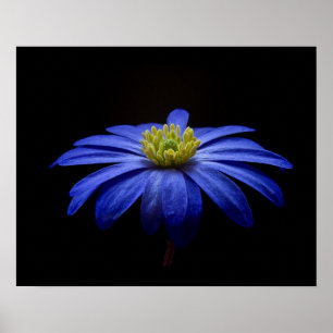 Poster Blue Daisy Gerbera Flower em preto