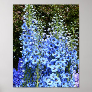 Poster Blue Delphinium Floral Flowers Garden Nature