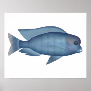 Poster Blue Dolphin Cichlid