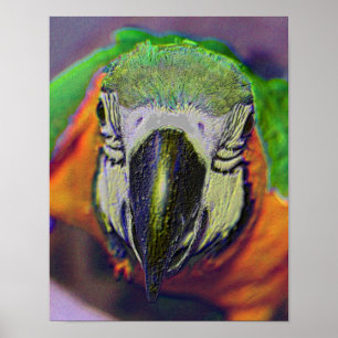 Pôster Blue Dourado Macaw Face Papagaio Fantasia Art