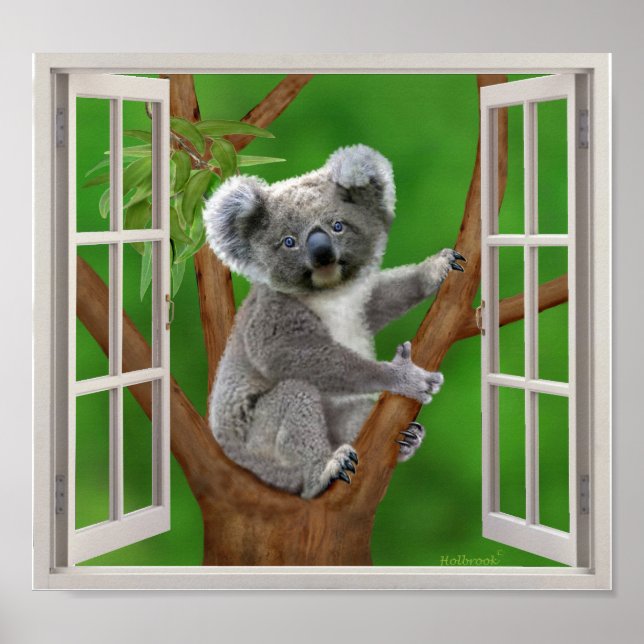 Poster Blue-Eyed Baby Koala Bear Fake Window (Frente)