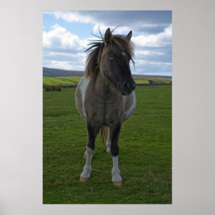 Poster Blue Eyed Dartmoor Pony