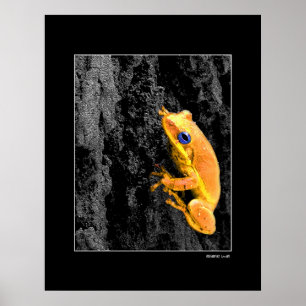 Poster Blue Eyes