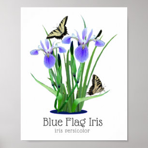 Poster Blue Flag Iris and Swallowtail Butterflies