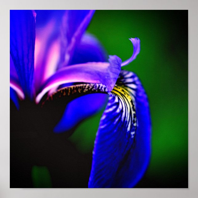 Poster Blue Flag Iris Flower Petal Close (Fechar) (Frente)