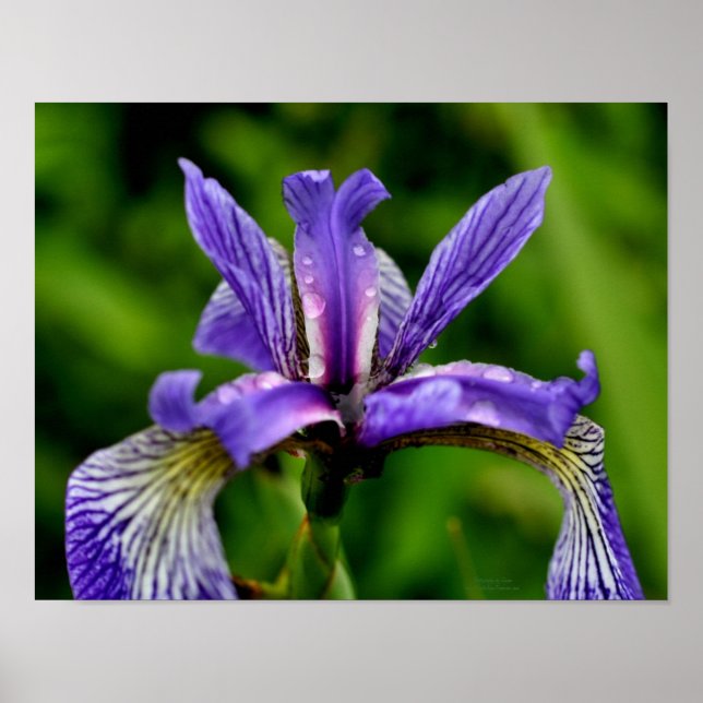 Poster Blue Flag Iris Raindrops Floral (Frente)