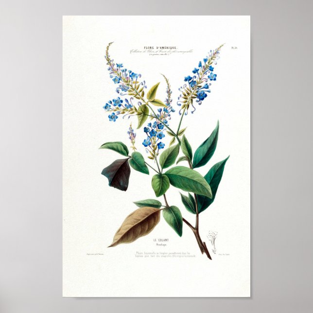 Poster Blue Floral Le Colant Plombayo Flore D Amerique (Frente)