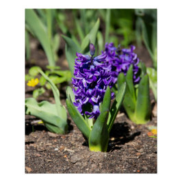 Pôster Blue Geocinth no primavera