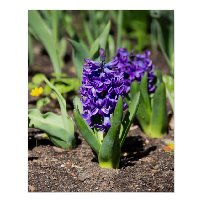 Pôster Blue Geocinth no primavera (Frente)