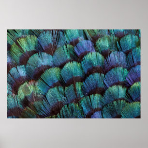 Pôster Blue-green pheasant feather design