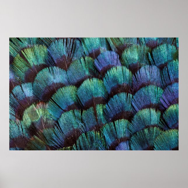 Pôster Blue-green pheasant feather design (Frente)