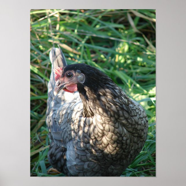 Pôster Blue Hen (Frente)