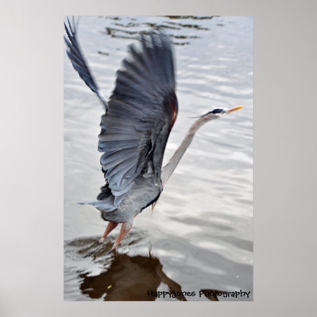 Pôster Blue Heron (Frente)