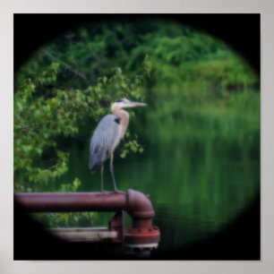 Poster Blue Heron Bird Colocando a Nature Orton Art