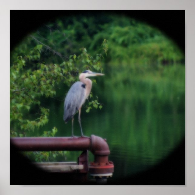 Poster Blue Heron Bird Colocando a Nature Orton Art (Frente)