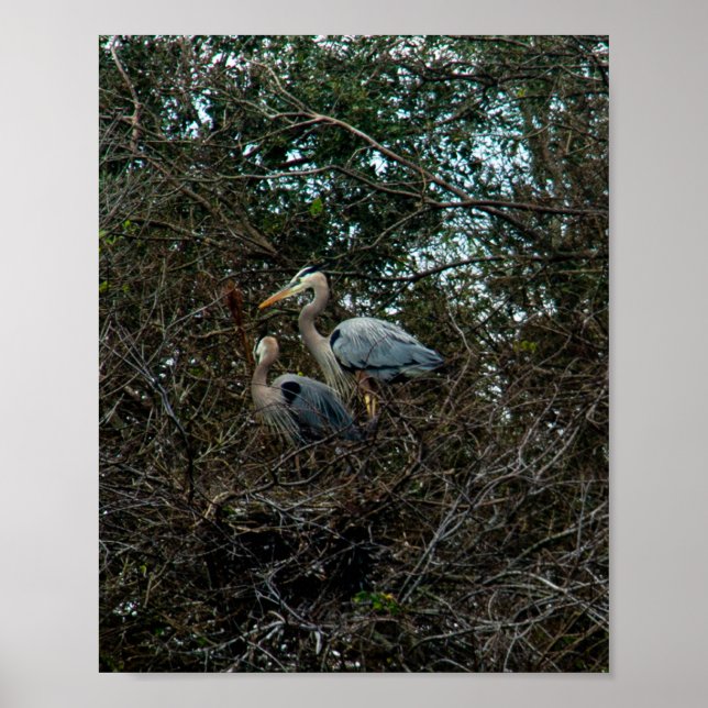 Poster Blue Heron Family Birds Nest Trees Florida (Frente)