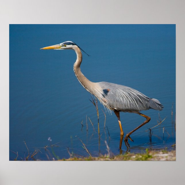 Pôster Blue Heron Wading (Frente)