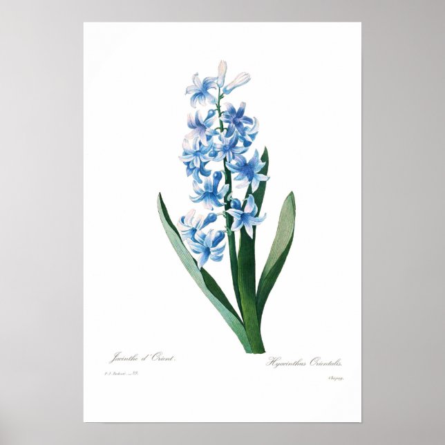 Poster Blue Hyacinth (Frente)