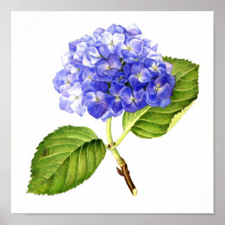 Poster Blue Hydrangea