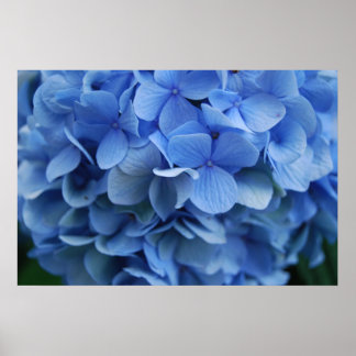 Pôster Blue Hydrangea