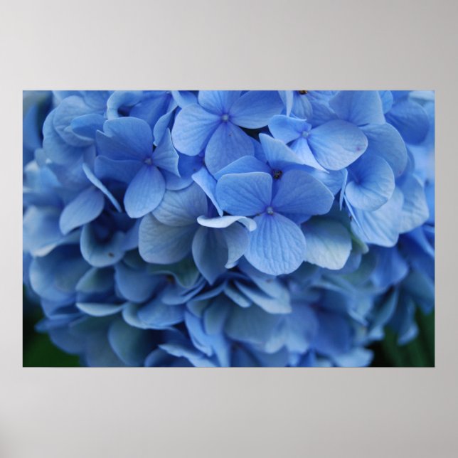 Pôster Blue Hydrangea (Frente)