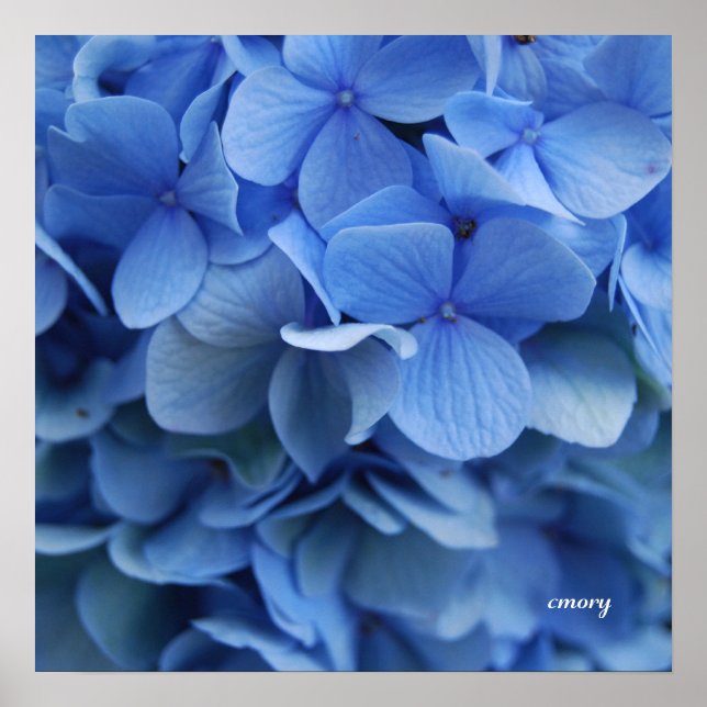 Pôster Blue Hydrangea (Frente)