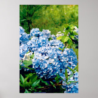 Pôster Blue Hydrangea