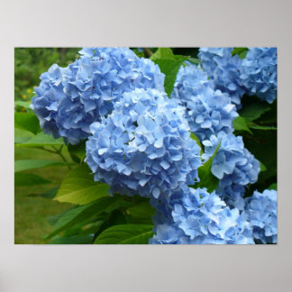 Pôster Blue Hydrangea