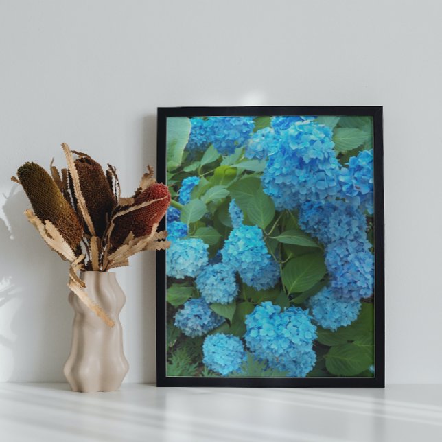 Pôster Blue Hydrangea Blooms Floral (In Situ)
