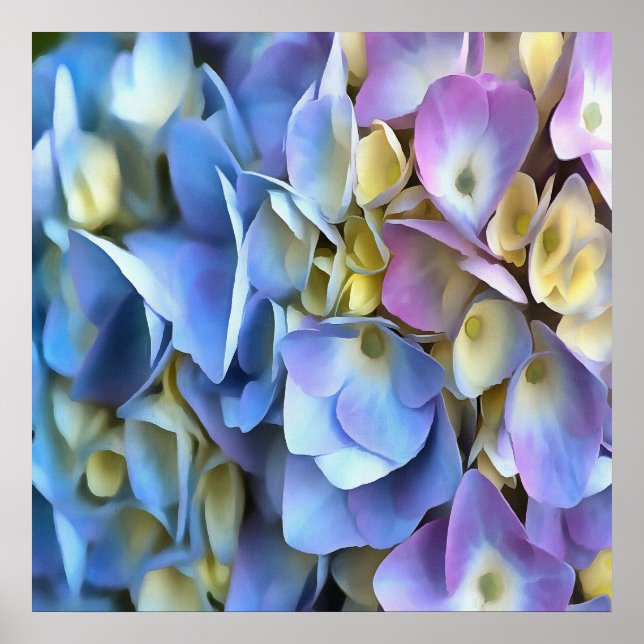Poster Blue Hydrangea Shrub Artístico Bossom (Frente)