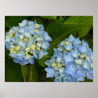 Pôster Blue Hydrangeas