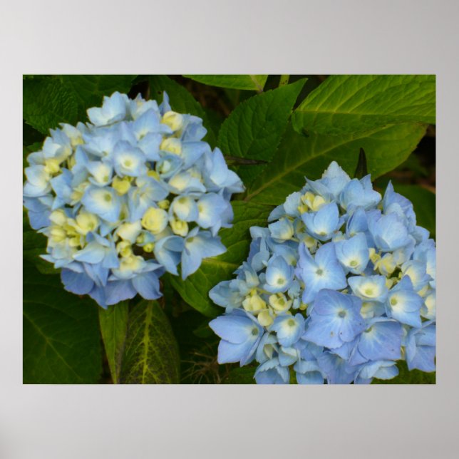 Pôster Blue Hydrangeas (Frente)